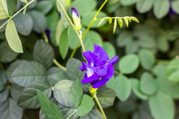 Purple butterfly pea flower blooming, Close up with green leave background.