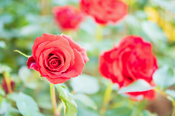 Beautiful red roses flower in the garden