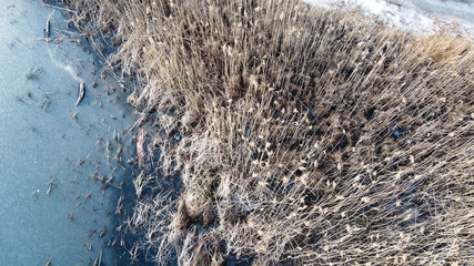 Frozen lake and reedbed in La Thuile, Savoy, France