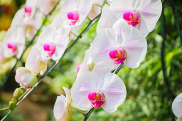 Beautiful Phalaenopsis Orchid flower blooming in garden floral background