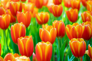 Fresh colorful tulips flower bloom in the garden