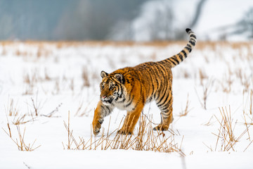 Siberian Tiger running in snow. Beautiful, dynamic and powerful photo of this majestic animal. Set in environment typical for this amazing animal. Birches and meadows