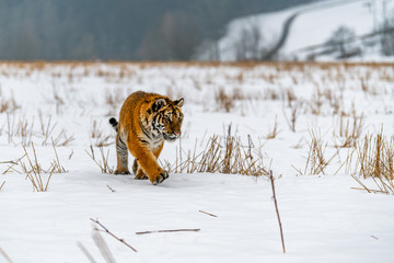 Siberian Tiger running in snow. Beautiful, dynamic and powerful photo of this majestic animal. Set in environment typical for this amazing animal. Birches and meadows