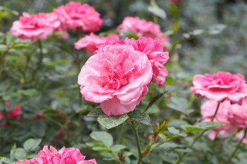 Beautiful colorful pink roses flower in the garden