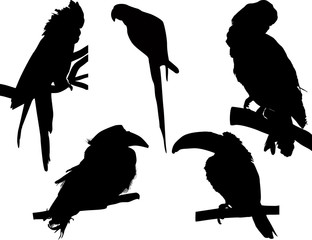 five tropical birds silhouettes isolated on white