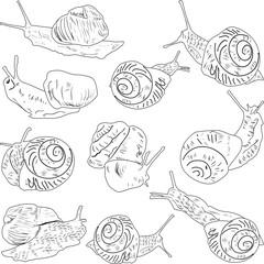 ten edible snail outlines isolated on white