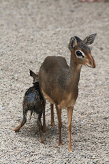 dikdik mother and newborn child