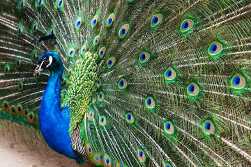 Fototapeta na wymiar very nice peacock bird