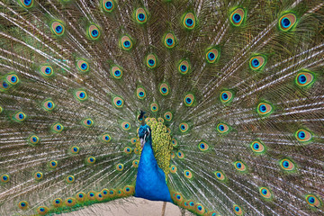 Obraz premium very nice peacock bird