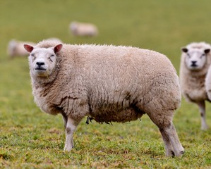 Naklejka na ściany i meble sheep in field