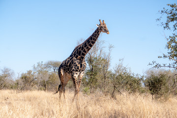 Dark Old Giraffe Male Walking