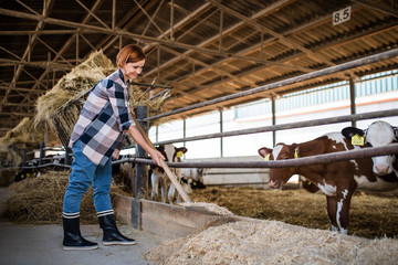 Woman worker with hay working on diary farm, agriculture industry.