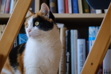 Lucky tri color cat in the library