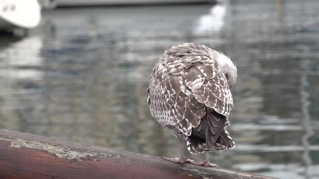 Young gray gull flaps its wings while sitting on the wooden bowsprit of the yacht. Slow motion video