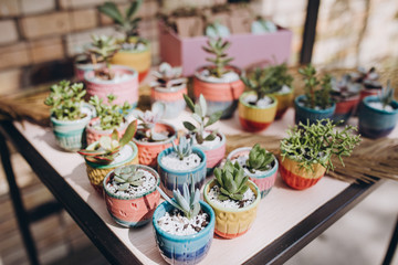 succulents in color pots on a brick wall background