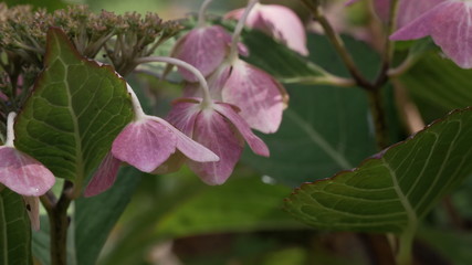 Pink flowers in the sunshine.