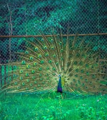 Obraz premium peacock bird nature green feather animal