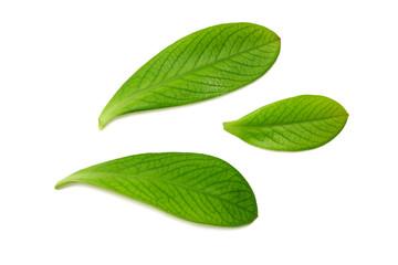 mango leaves isolated on white background. top view