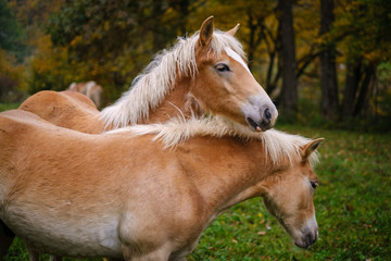 Obraz premium Młody koń Haflinger na jesiennej łące
