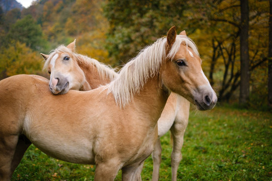 Young Haflinger horse on an autumn meadow
