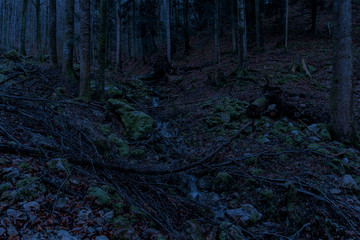 night forest long exposure landscape dark blue color toning scary nature environment
