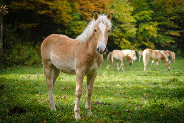 Naklejka na ściany i meble Young Haflinger horse on an autumn meadow