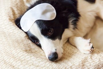 Do not disturb me let me sleep. Funny puppy border collie with sleeping eye mask lay on pillow blanket in bed Little dog at home lying and sleeping. Rest good night insomnia siesta relaxation concept