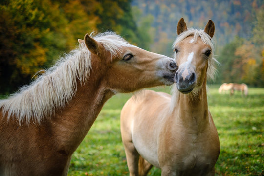 Young Haflinger horse on an autumn meadow