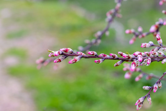 Buds of almond flower, flowers that have not yet bloomed, delicate pink, yellow and green, isolated on a blurred green background. The Jerusalem Forest.