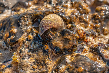 Hermit crab with seashell macro photo