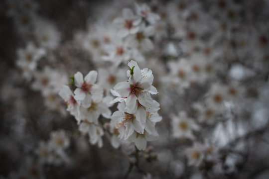 Lots of almond tree flowers, gorgeous pink and white blossoms, small flower background. The Jerusalem Forest.