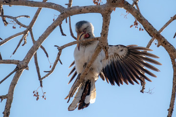 Yellow Billed Hornbill Landing