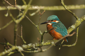 A pretty female Kingfisher, Alcedo atthis, perching on a branch. It has been diving into the river catching fish.