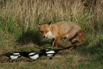 A magnificent hunting wild Red Fox, Vulpes vulpes, standing in a meadow. It has been watching some Magpies feeding.