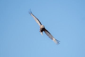 Eagle Hunting