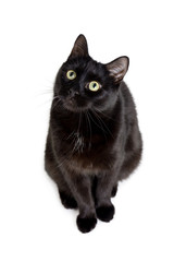 Portrait of a young black cat sitting on a white background
