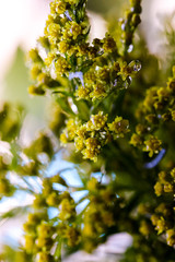 Elegant artistic closeup inflorescence of Solidago flower also known as goldenrods.