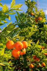 Harvest time: tarocco oranges on tree against a blue sky during picking season in Sicily