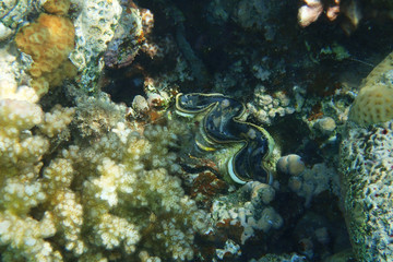 giant clam in the Red Sea
