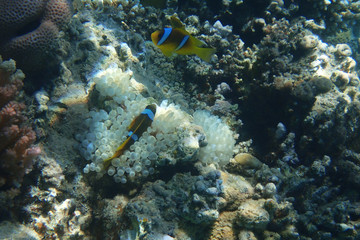 Obraz na płótnie Canvas orange clown fish