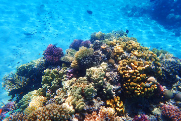 Naklejka na ściany i meble coral reef in Red Sea