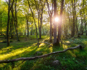 Fototapeta na wymiar Sunlight streaming through trees in forest, Stenshuvuds Nationalpark, Sweden.