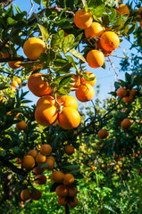 Harvest time: tarocco oranges on tree against a blue sky during picking season in Sicily