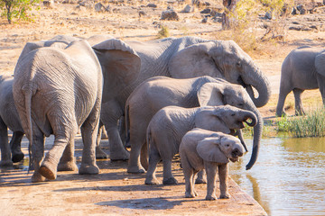 Elephant Family drinking