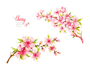 Fototapeta na wymiar Blooming cherry flowers. Sakura branches. Botanical watercolor hand drawn illustration. Cherry blossom.