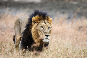 lion and lioness