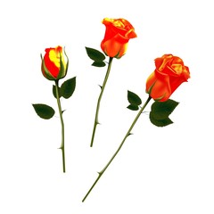 roses isolated on a white background. Orange roses. illustration. Design element for greeting cards. Flower, bud