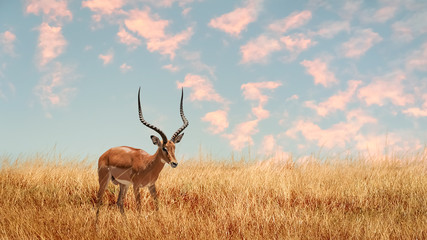Lonely antelope (Eudorcas thomsonii) in the African savanna against a beautiful sunset. African landscape. - obrazy, fototapety, plakaty