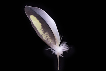 Gray and yellow feather of a Corella parrot in bright illumination on a black background. Contrast...
