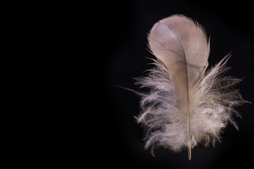 Gray and yellow feather of a Corella parrot in bright illumination on a black background. Contrast black and white photophone for design and text.